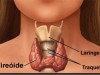 Glândula Tireoide – Hormônios e Metabolismo, Hipo e Hipertiroidismo
