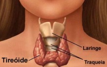 Glândula Tireoide – Hormônios e Metabolismo, Hipo e Hipertiroidismo