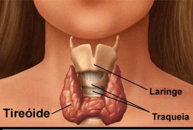 Glândula Tireoide – Hormônios e Metabolismo, Hipo e Hipertiroidismo