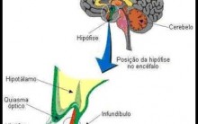 Glândula Hipófise – Hormônios e suas Funções, Doenças Relacionadas