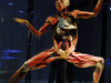 Exposições de Anatomia – Corpo Humano, Fotos e Técnicas de Conservação