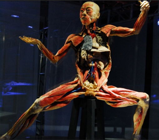 Exposições de Anatomia – Corpo Humano, Fotos e Técnicas de Conservação