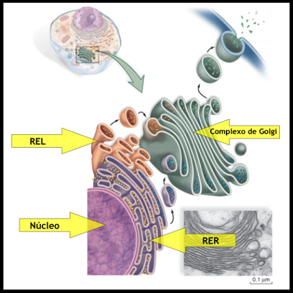 Endereçamento de Proteínas – Transporte, Secreção de Vesículas Célula