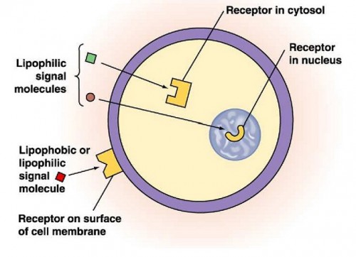 Sinalização Celular – Tipos de Ligantes e Receptores, Transdução Sinal