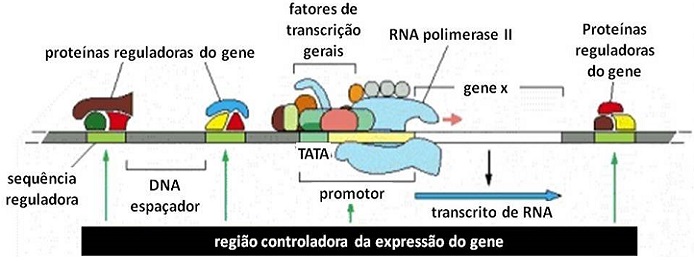 Região Controladora da Expressão do Gene