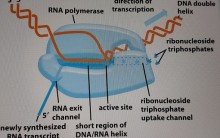Transcrição de RNA – Fluxo Genético, Polimerases, Splicing Eucariotos