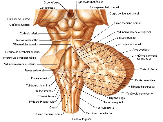 Figura da Anatomia do tronco Encefálico, região posterior, notar presença do Cerebelo dorsalmente ao Tronco (imagem do Atlas Netter)