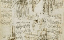 Desenhos Anatômicos de Leonardo da Vinci – Arte e Ciência na Medicina