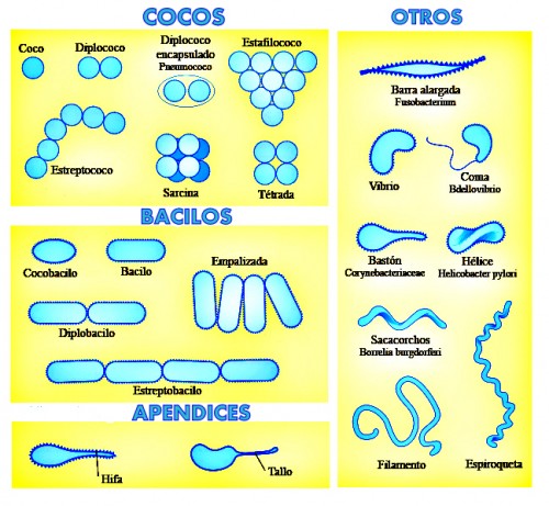 Bacterias-morfologia