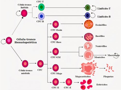 anemia-hematopoiese