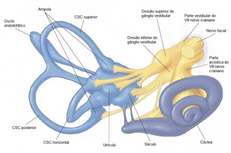 Anatomia da Orelha Interna