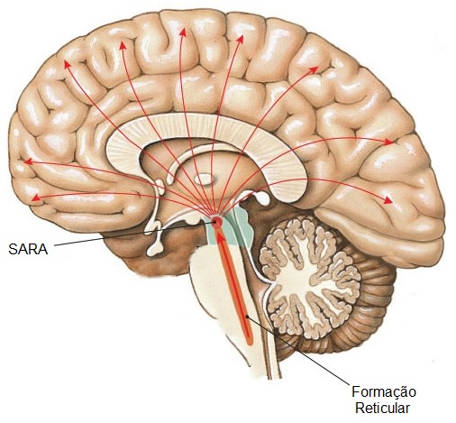 Revisão da Anatomia do SNC  Fonte: Ocularis.es