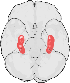 Hipocampo: regi&atilde;o cerebral respons&aacute;vel por consolidar mem&oacute;rias